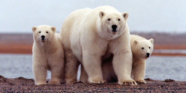 Ein großer und zwei kleine Eisbären stehen auf brauner Erde