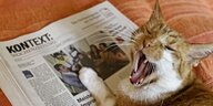Auf einer "Kontext Wochenzeitung" liegt eine Katze