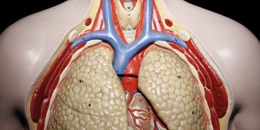 Ein Modell eines Oberkörpers mit einer freigelegten Lunge