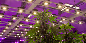 cannabis pflanze im gewächshaus