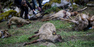 Mehrere tote Schafe liegen auf einer Weide