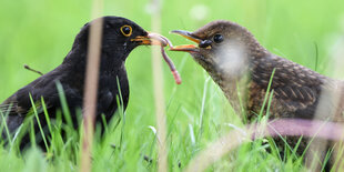 Eine Amsel füttert ein Jungtier mit Würmern