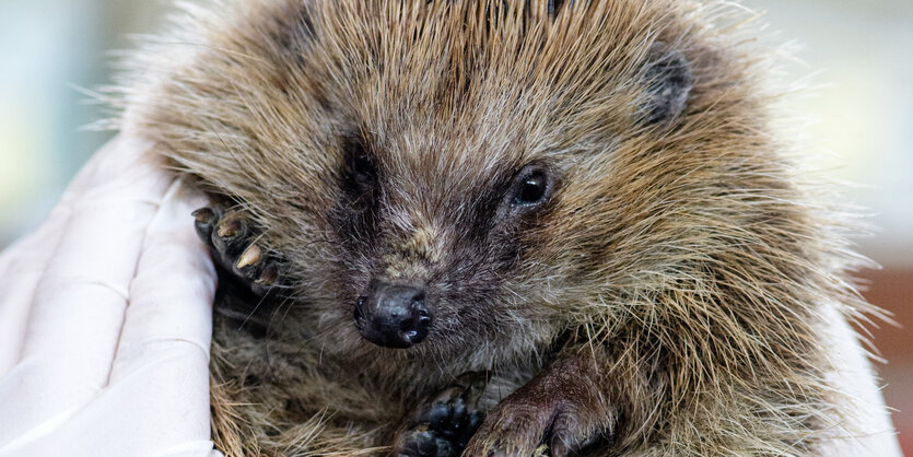 ein Igel