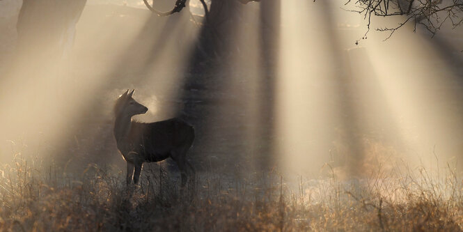 Wild steht im Wald