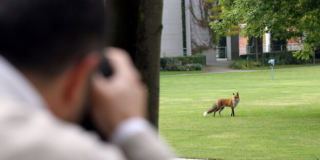 Fuchs wird fotografiert