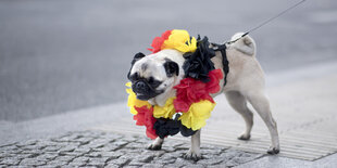 hund mit band in den farben schwarz-rot-gold und deutschlandfahne um den hals auf straße