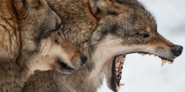 Zwei Wölfe, einer mit offenem Maul, die scharfen Zähne sind zu sehen