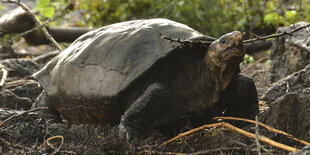 Eine Schildkröte knabbert an einem Ast