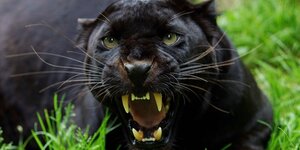 Ein fauchender Schwarzer Panther