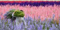 Gärtner mit großem Bündel Blumen über der Schulter in bunt gestreiftem Rittersporn-Feld