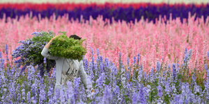 Gärtner mit großem Bündel Blumen über der Schulter in bunt gestreiftem Rittersporn-Feld