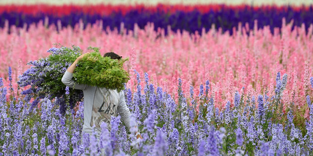 Gärtner mit großem Bündel Blumen über der Schulter in bunt gestreiftem Rittersporn-Feld Gärtner mit großem Bündel Blumen über der Schulter in bunt gestreiftem Rittersporn-Feld