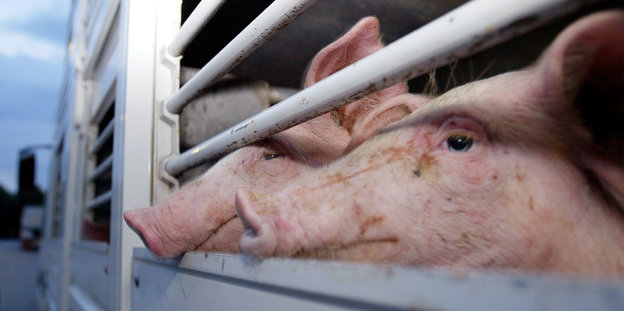 Schweine blicken aus einem Tiertransporter