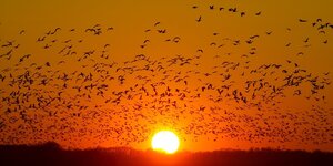 Roter Himmel mit Sonnenuntergang und ein Vogelschwarm von Wildgänsen