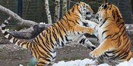 Sibirische Tiger bekämpfen sich.