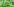 frisch aussehende grüne handpflanzen