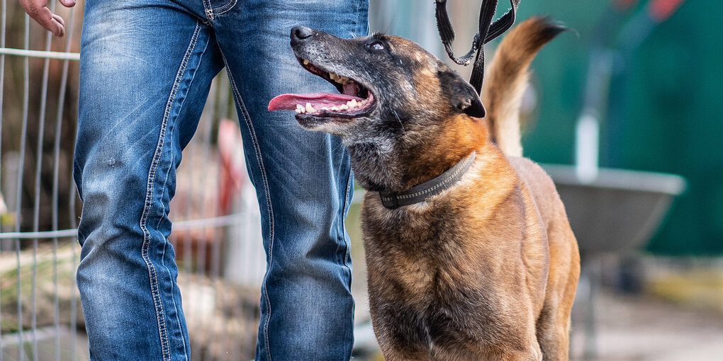 Ein Spürhund im Einsatz in Lüdge