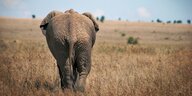 Ein Elefant in der Savanne – von hinten