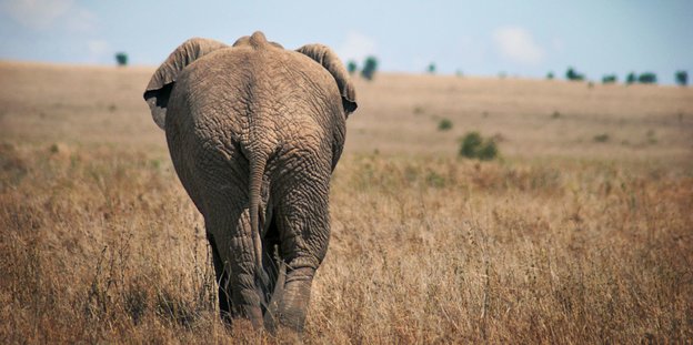 Ein Elefant in der Savanne – von hinten Ein Elefant in der Savanne – von hinten