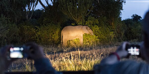 Ein Elefant in freier Wildbahn, angestrahlt von Autoscheinwerfern