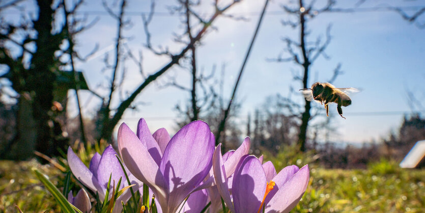 Biene und Krokusse