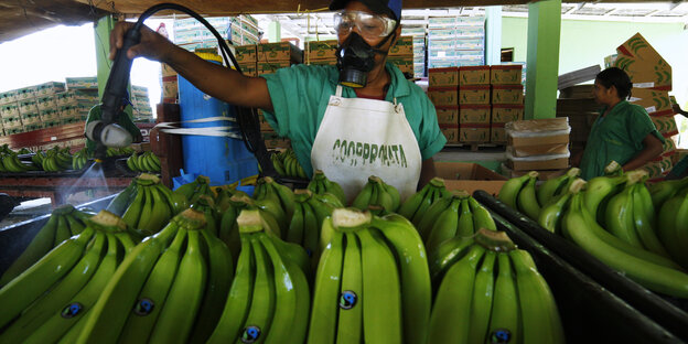 Arbeiter in der Dominikanischen Republik waschen Biobananen