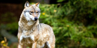 Wolf steht im Wald