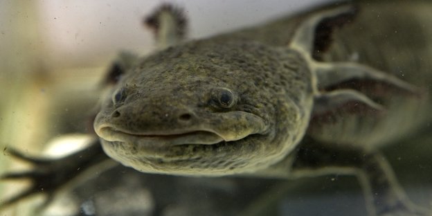 Die mexikanische Variante des Molchs: Axolotl