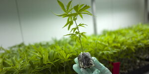 Eine Hand in Handschuh hält eine Hanfpflanze in einem Gewächshaus für medizinisches Cannabis