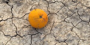 Orange auf vertrocknetetem Boden