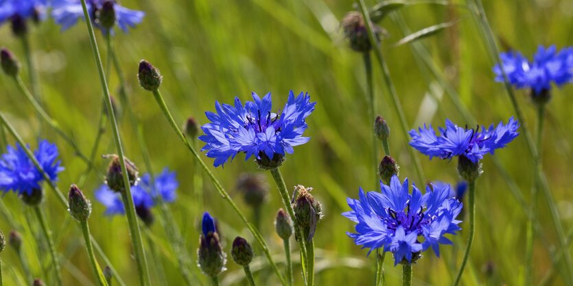 Mehrere blaue Kornblumen auf einem Feld