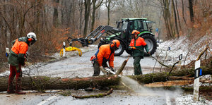Drei Waldarbeiter zersägen einen auf die Straße gefallenen Baum