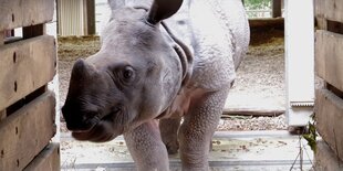 Ein Nashorn schaut in eine Holzkiste