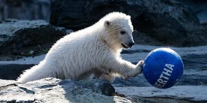 Die kleine Eisbärin Hertha spielt mit einem blauen Hertha-Ball
