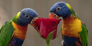 Zwei bunte Papageien knabbern an einer Rose
