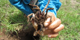 Eine Hand hält eine gro0e Vogelspinne fest