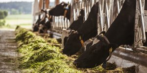 Fressende Kühe in Dennrees Bio-Milchviehbetrieb