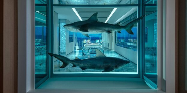 Zwei Haie im Tank. Ein Kicker und Blick über Las Vegas