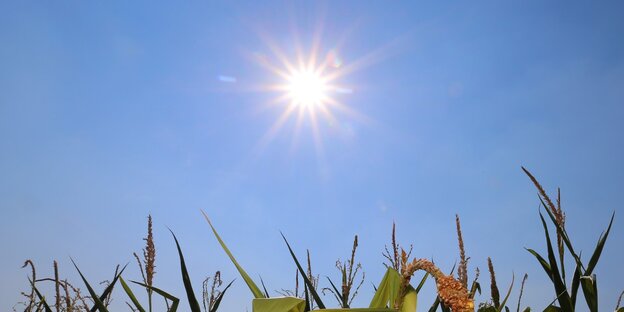 Die Sonne brennt über einem Maisfeld