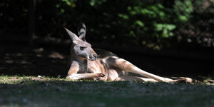 Ein Känguru liegt auf dem Boden und sonnt sich.