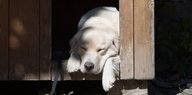 Eine Hündin schläft in einer Hundehütte