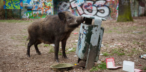 Wildschwein am Müllkkorb