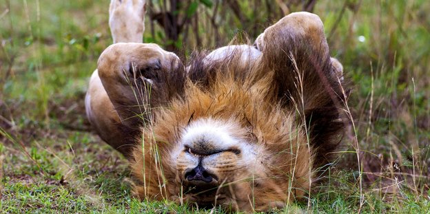 Löwe beim Schlafen