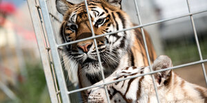 Ein Tiger schaut durch ein Gitter seines Geheges
