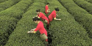 Teepflückerinnen in roter Einheitskleidung in einer grünen Teeplantage