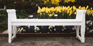 Eine weiße Bank vor gelben Tulpen