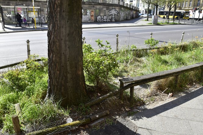 Der Baum, an dem sich der Unfall ereignete