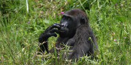 Ein Gorilla sitzt im hohen Gras