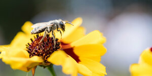 Wildbiene sitzt auf einer gelben Blume