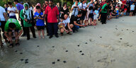Einheimische beobachten Babyschildkröten am Strand von Malaysia